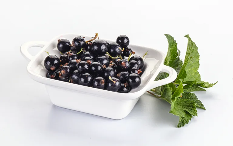 A white square bowl filled with dark purple black currants, highlighting their health benefits and wellness properties.