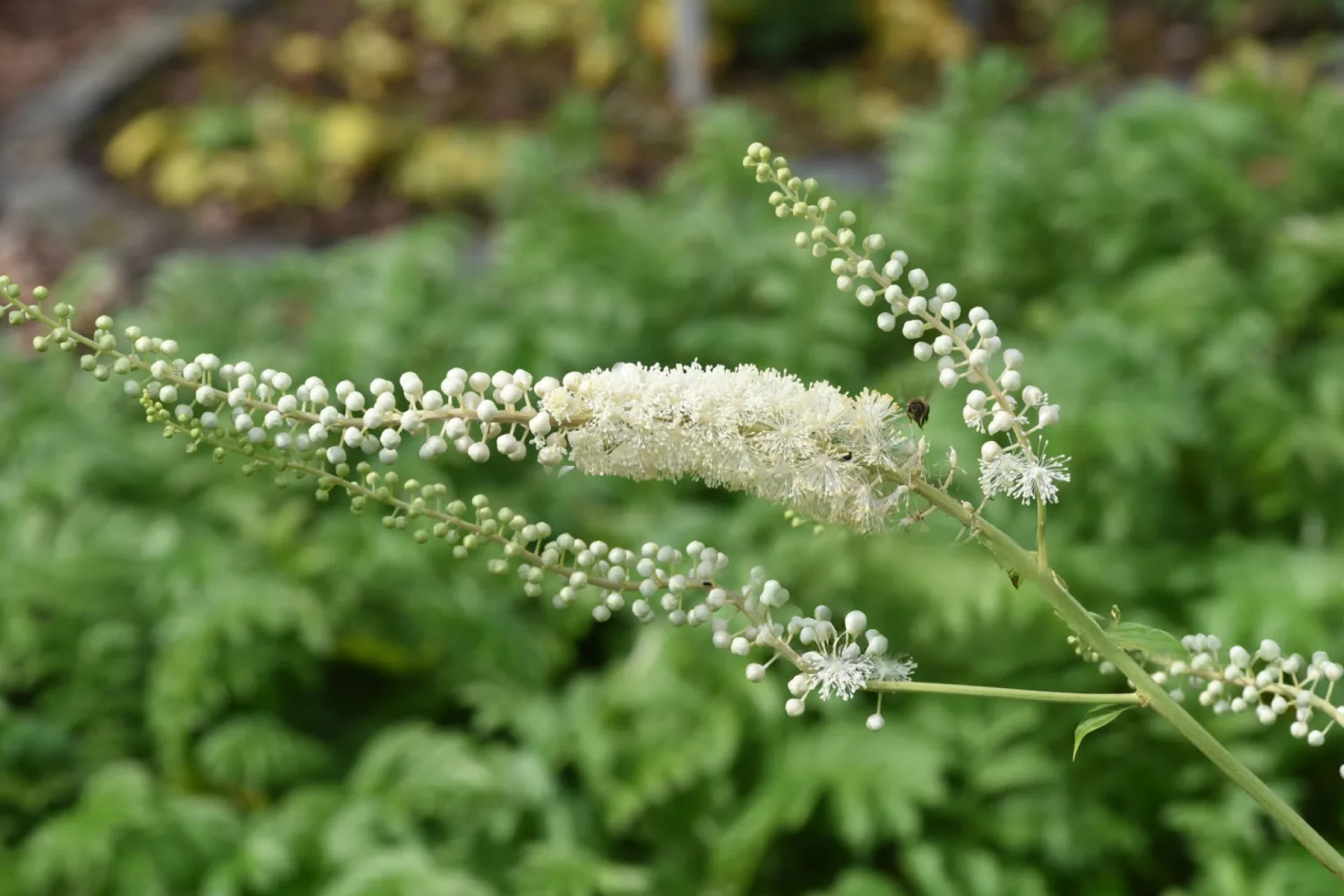 Menopause support herb