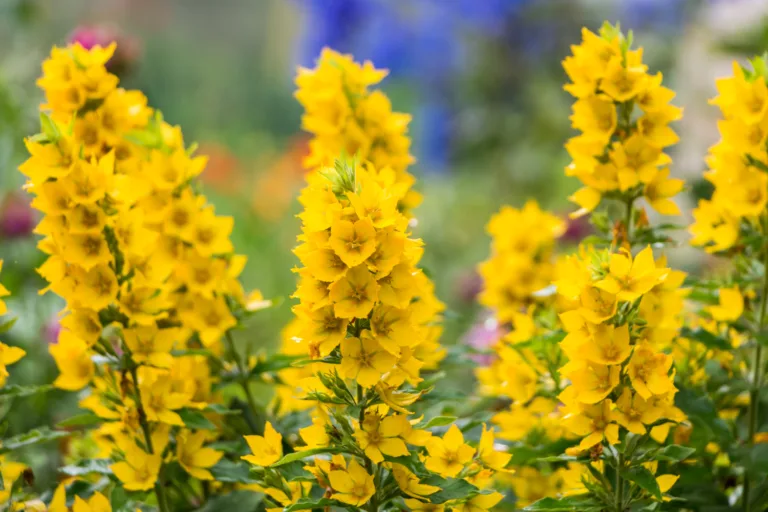 Yellow flowering plant known for flavonoid compounds that support lung health and overall respiratory wellness