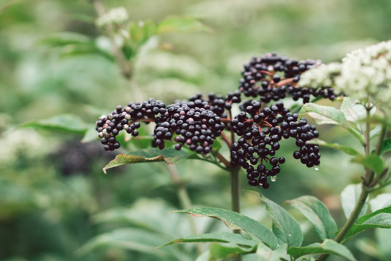 Cluster of ripe elderberries growing on plant branch in nature known for antioxidant properties and traditional use for immune support