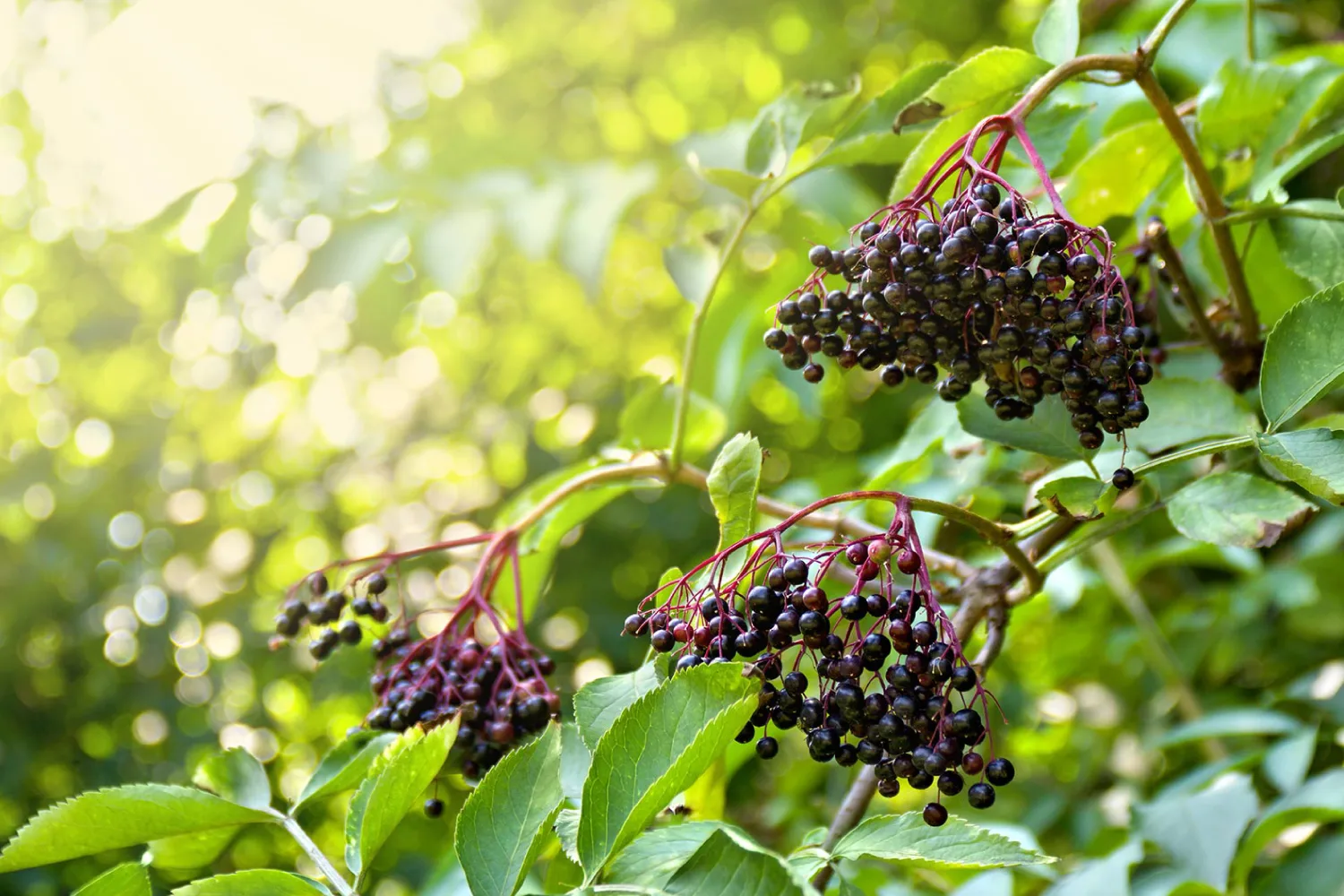 Fresh elderberry clusters on green plant branch outdoors often used in natural remedies to support immunity and seasonal allergy relief