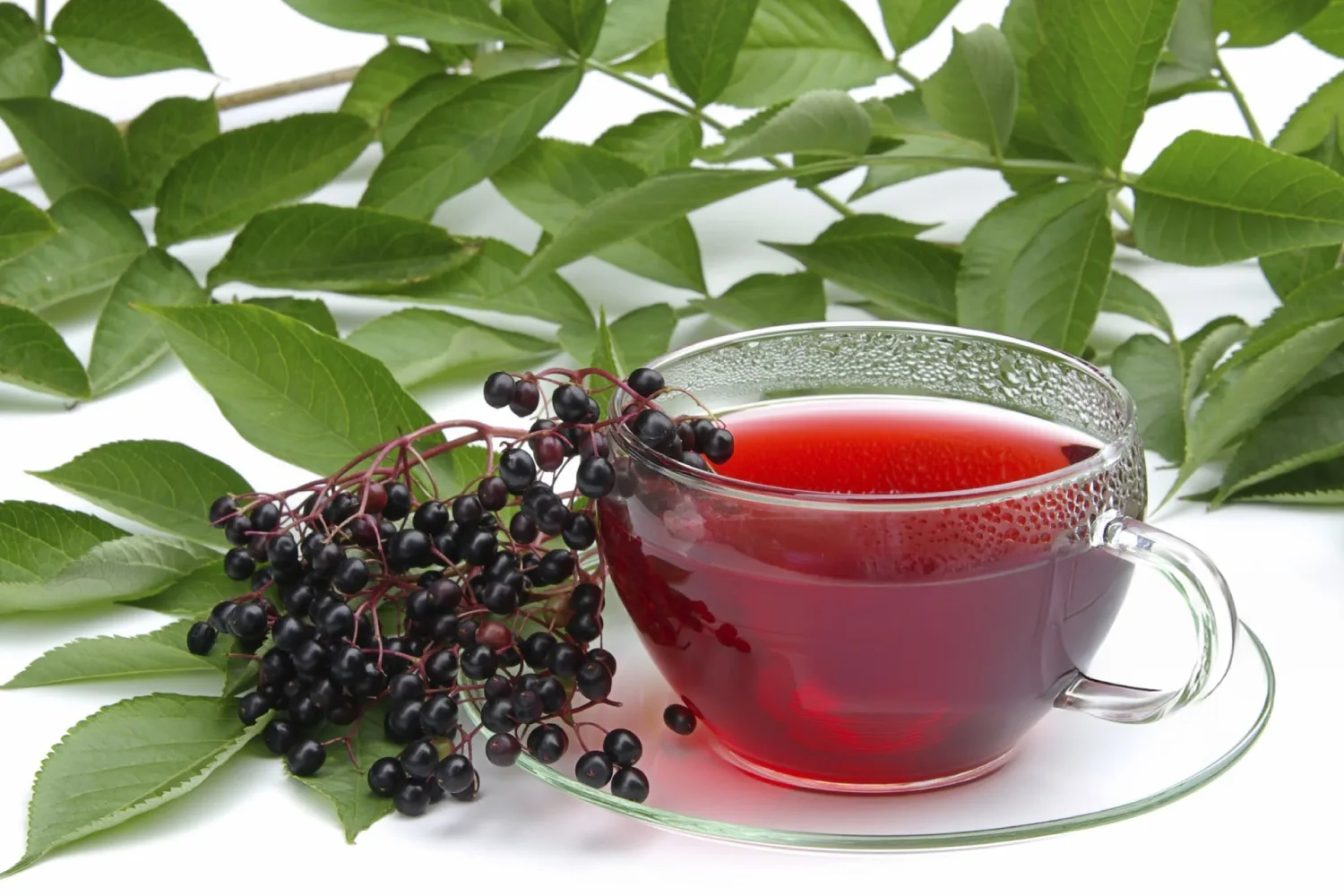 Cup of elderberry herbal tea with fresh berries and leaves traditionally used to support immune health and relieve seasonal allergies