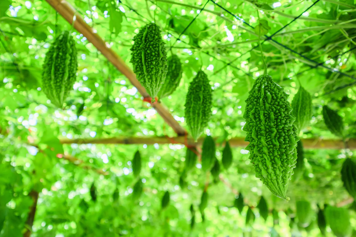Fresh bitter melon growing on vine in garden, highlighting its natural role in supporting blood sugar balance and traditional herbal remedies.