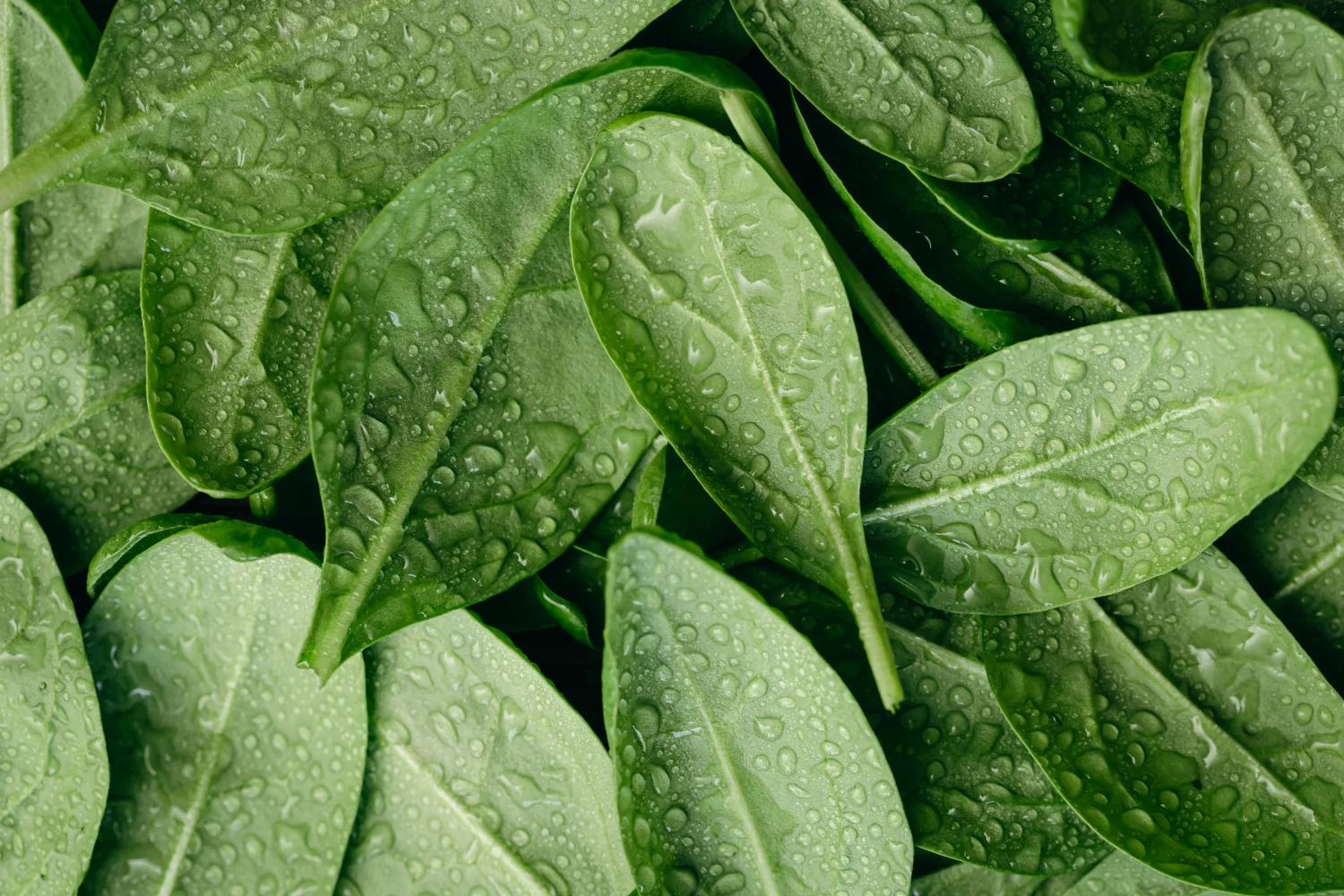 Fresh green spinach leaves with water droplets highlighting iron rich seasonal vegetables for March nutrition