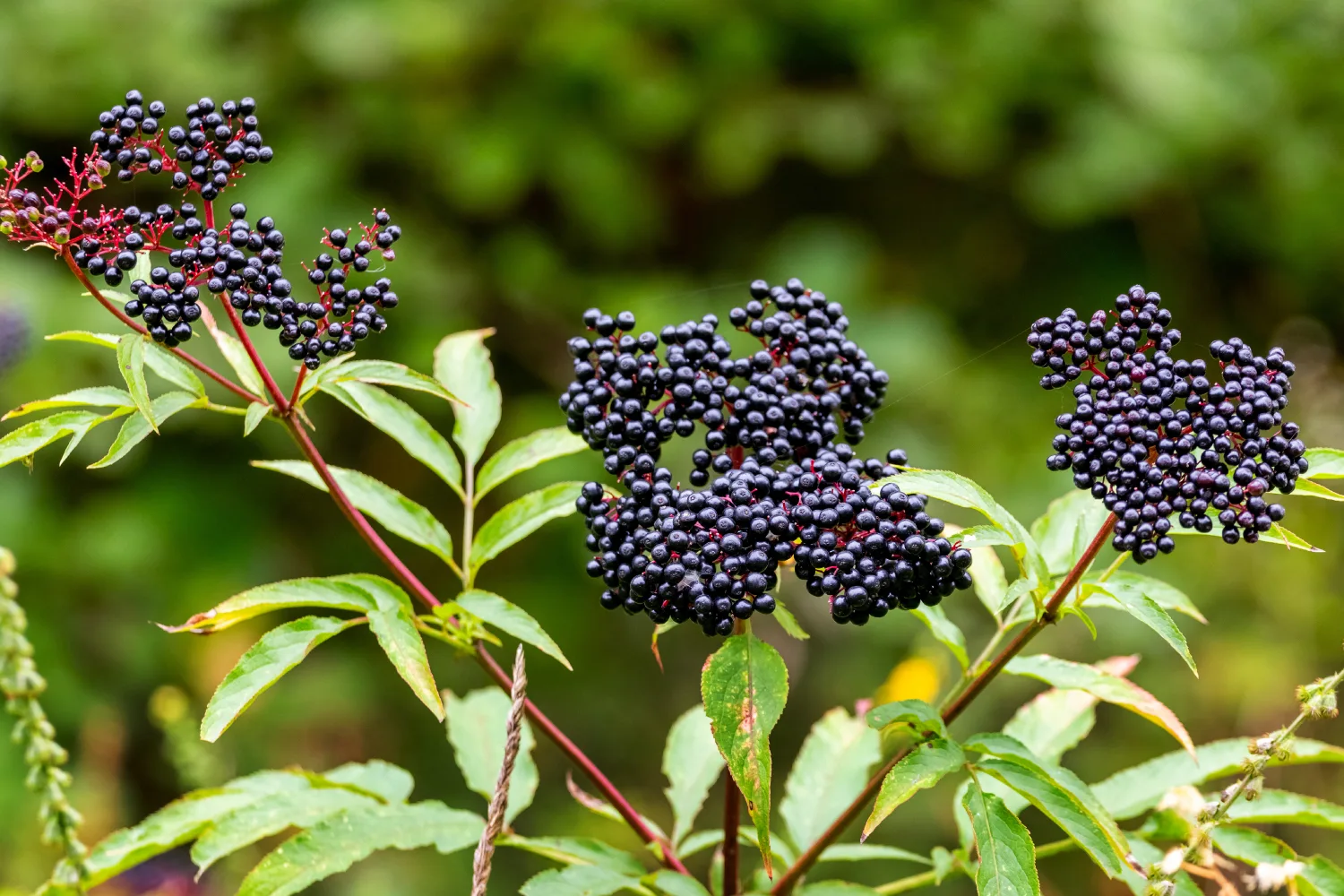 Fresh elderberry clusters growing on a plant outdoors, representing natural elderberry used for respiratory and immune wellness support