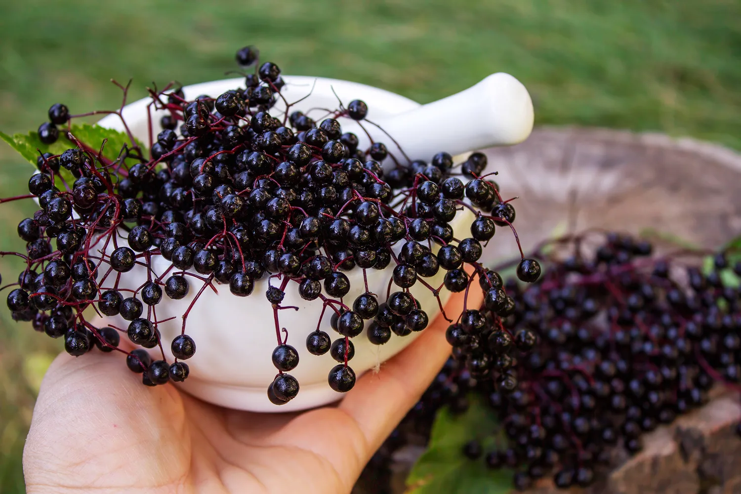 Fresh elderberries in a white bowl outdoors, highlighting antioxidant-rich berries commonly used in seasonal wellness support.