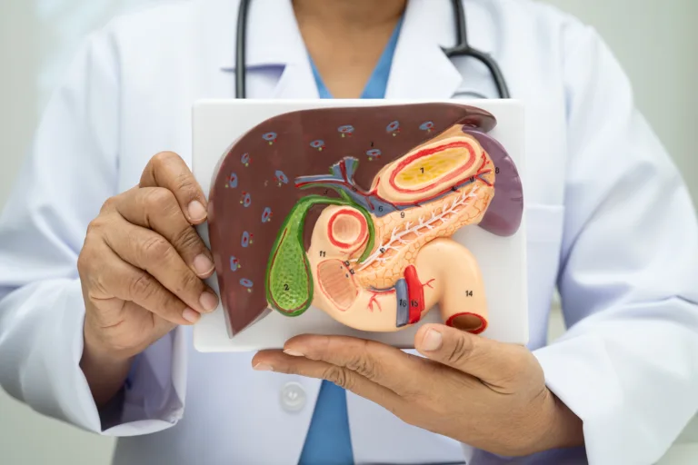 Doctor holding liver model to explain how liver health supports digestion metabolism and overall body wellness naturally